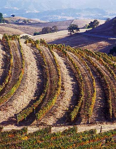 Terraced vineyard near Los Olivos Santa Barbara Co California  Santa Ynez Valley