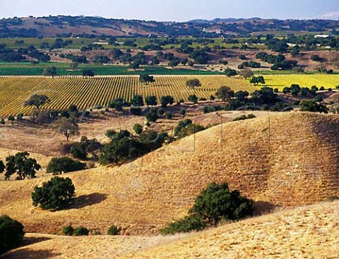 Vineyards at Los Olivos Santa Barbara Co California  Santa Ynez Valley