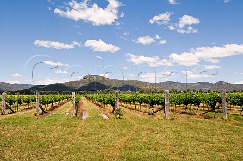 Vineyard of Margan Estate Broke Hunter Valley New South Wales Australia
