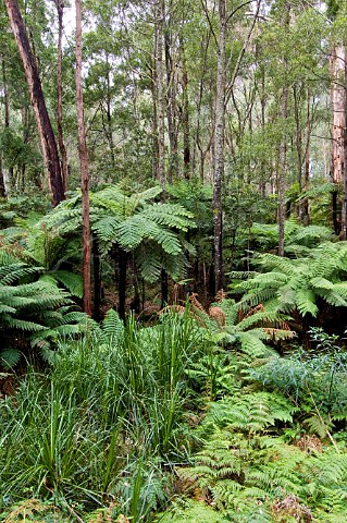 Tree Ferns East Gippsland Victoria Australia
