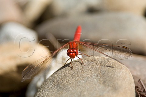 Scarlet Percher Dragonfly Diplacodes haematodes New South Wales Australia