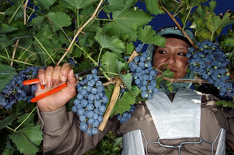 Harvesting Malbec grapes in vineyard of Familia Zuccardi Mendoza Argentina