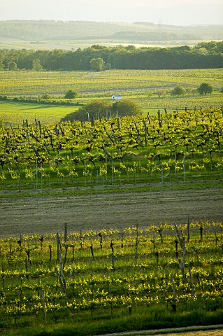 Vineyards near Gttlesbrunn Haidacker Niedersterreich Austria Carnuntum