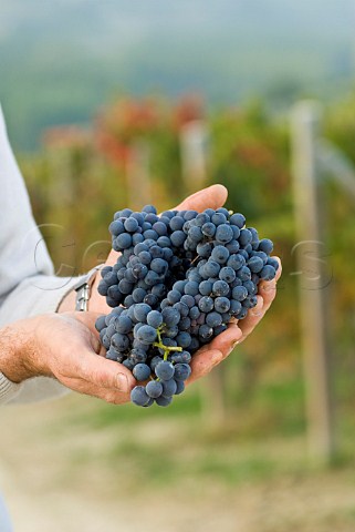 Nebbiolo grapes used for Barolo in Vigna Rionda vineyard of Massolino Serralunga dAlba Piemonte Italy Barolo