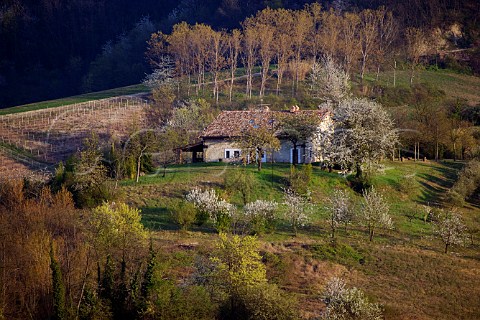 Farmhouse and flowering cherry trees near Cereseto in the Monferrato Hills Piemonte Italy
