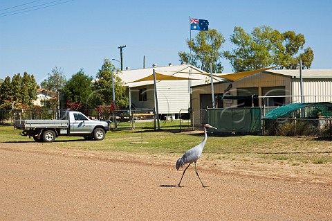 Brolga in Burketown Queensland Australia