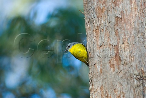 Eastern Yellow Robin Eopsaltria australis New South Wales Australia