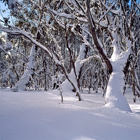 Snow on Snow Gums near Mt Selwyn Snowy Mountains Kosciuszko National Park New South Wales Australia