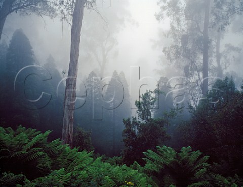 Forest in fog Errinundra National Park Victoria Australia