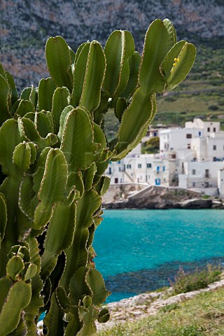 Cactus growing by Levanzo harbour Levanzo Island Sicily Italy