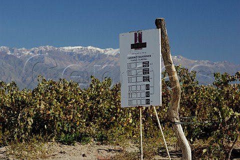 Sign for Cabernet Sauvignon in Santa Sofia vineyard of OFournier San Carlos Mendoza Argentina