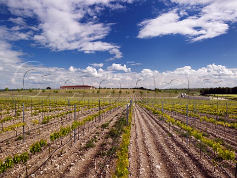 Bodega Museum and its vineyard at Cigales near Valladolid Castilla y Len Spain  DO Cigales