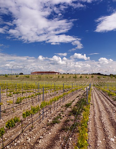 Bodega Museum and its vineyard at Cigales near Valladolid Castilla y Len Spain  DO Cigales