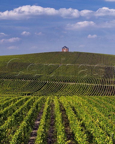 Vineyards of Mot et Chandon near to their Chteau de Saran  Cramant Marne France Cte des Blancs  Champagne