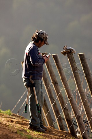 Worker with his loppers and secateurs ready for pruning in Clos Apalta vineyard of Lapostolle Colchagua Valley Chile