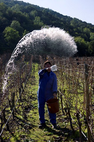 Worker spreading a biodynamic preparation in Clos Apalta vineyard of Lapostolle Colchagua Valley Chile