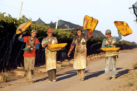 Workers celebrate the end of the harvest on the last day of picking at Bodega Familia Zuccardi Mendoza Argentina