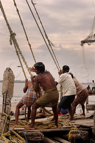 Indian men pulling in the Chinese fishing nets along the northern shore of Fort Cochin Kochi Cochin Kerala India