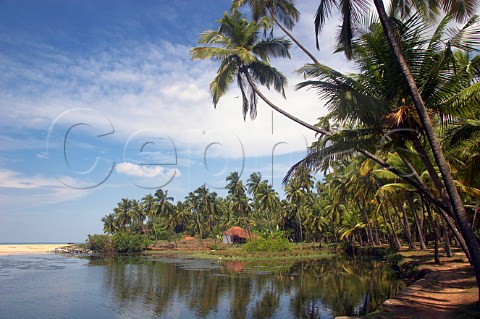 Palm trees and back waters alongside the Costa Malabari beach near Kannur Cannanore on the CochinMysore  CochinGoa route North Kerala India