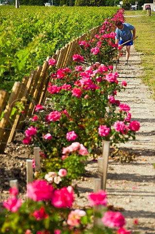 Hoeing between roses at row ends in vineyard of Chteau du Glana Beychevelle Gironde France StJulien  Bordeaux