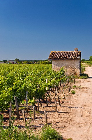 Small hut in vineyards at StSeurindeCadourne Gironde France Mdoc  Bordeaux