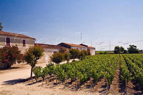 Chai and vineyard of Chteau BeauSite  StCorbian Gironde France StEstphe  Bordeaux