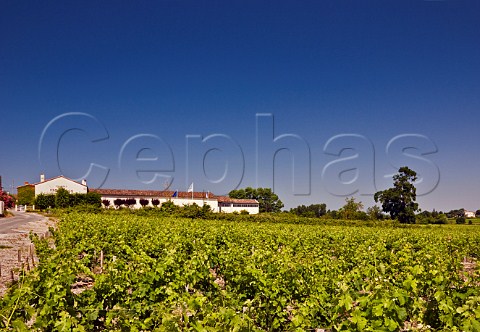 Chteau Petit Bocq and its vineyards Pez Gironde France StEstphe  Bordeaux