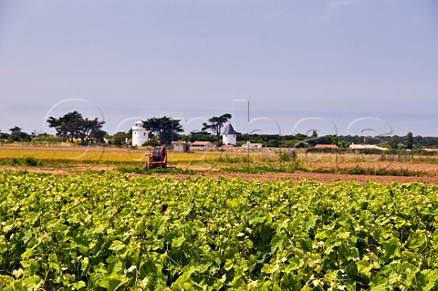 Old lighthouse and windmill with vineyards near ArsenR Ile de R CharenteMaritime France