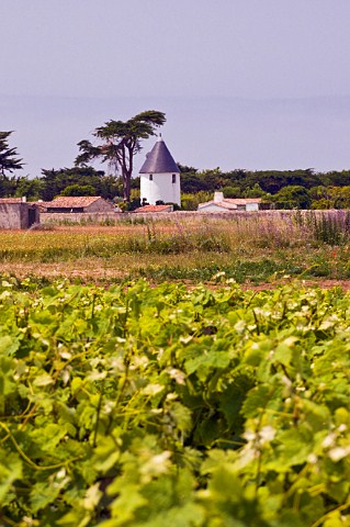 Old windmill and vineyards near ArsenR Ile de R CharenteMaritime France