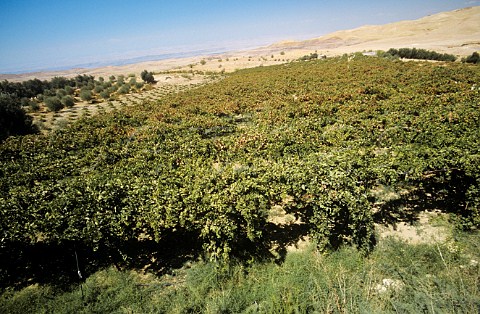 Vineyard near Mount Nebo Jordan