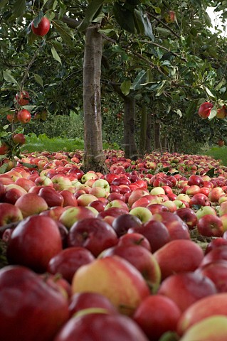Katy cider apples awaiting collection after being shaken from the trees Thatchers Cider Orchard Sandford Somerset England