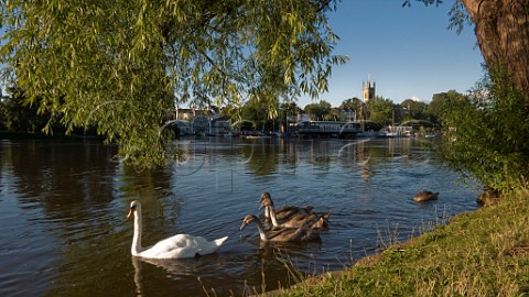 Swans on the River Thames at Molesey