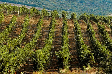 SikHegy Flat Hill vineyard Eger Hungary Eger