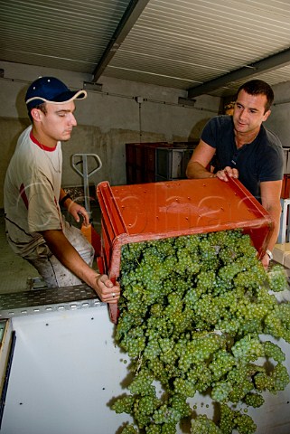 Tipping Chardonnay grapes into receiving hopper at the VoirinJumel winery Cramant Marne France Cte des Blancs  Champagne