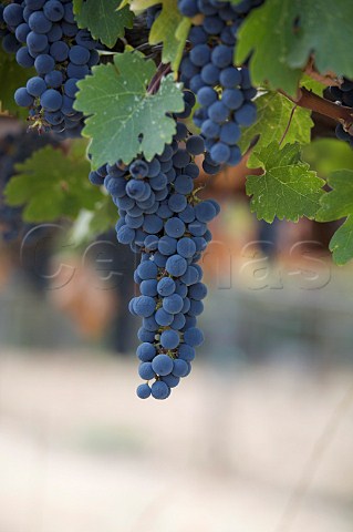 Cabernet Sauvignon grapes Napa Valley California Stags Leap