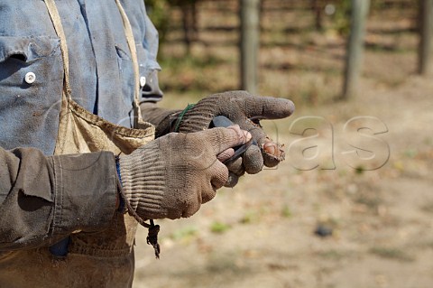 Sharpening a picking knife during harvest Napa Valley California
