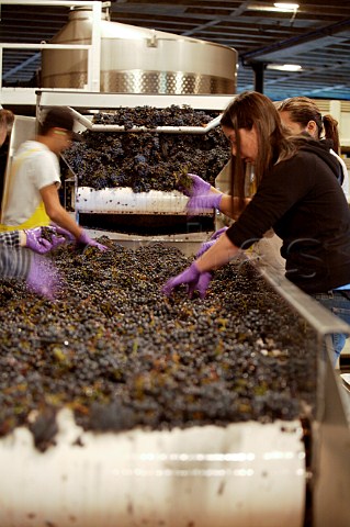 Hand selecting grape bunches at Spring Mountain Vineyard St Helena Napa Valley California Spring Mountain