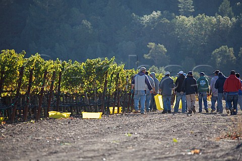 Harvesting Cabernet Sauvignon grapes in vineyard of Hundred Acre Rutherford Napa Co California