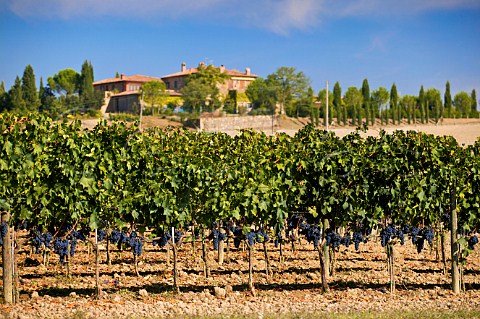 Vineyards below the Siro Pacenti estate near the town of Montalcino Tuscany Italy Brunello di Montalcino