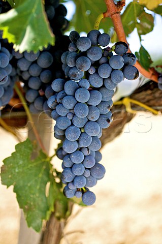 Sangiovese grapes in vineyard of Siro Pacenti Montalcino Tuscany Italy Brunello di Montalcino