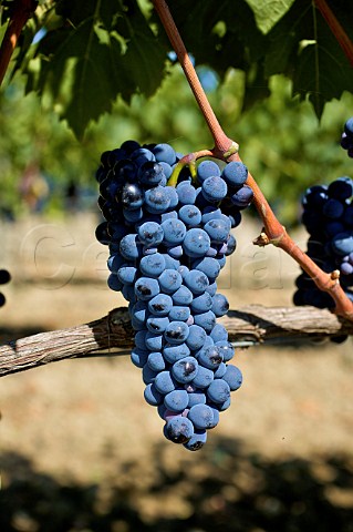 Brunello grapes of Siro Pacenti estate Montalcino Tuscany Italy Brunello di Montalcino