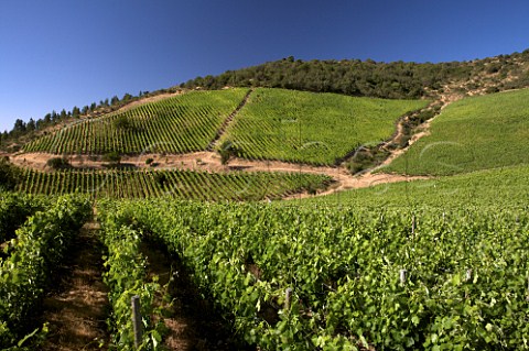 Syrah vines in Polkura Hill vineyard of Agricola La Via  Marchigue Colchagua Valley Chile