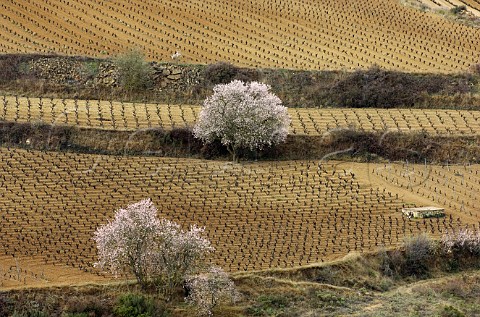 Early spring blossom on trees in vineyards at Laguardia Alava Spain Rioja Alavesa