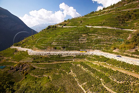 Vineyards at Visperterminen at around 1300 metres are some of the highest in Europe Valais Switzerland