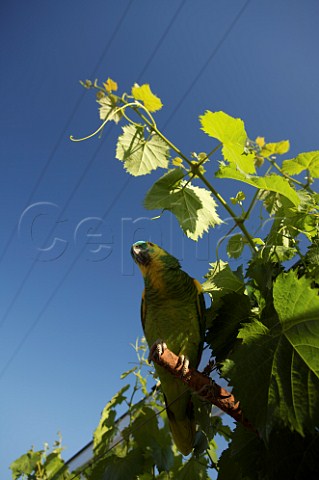 Charlie the parrot in Baltran vineyard of Familia Zuccardi Baltran Mendoza Argentina