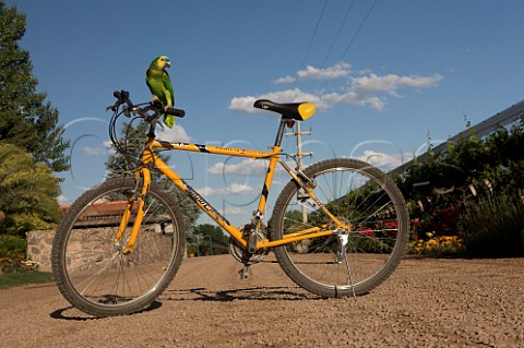 Charlie the parrot on a tour bike at the Baltran vineyard of Familia Zuccardi Mendoza Argentina