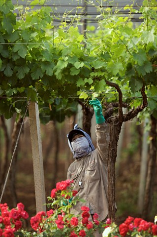 Worker removing excess shoots in Malbec vineyard of Familia Zuccardi Baltran Mendoza Argentina