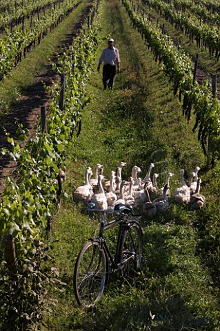 Bicycle and flock of geese in Merlot vineyard of Cono Sur at Chimbarongo Chile  Colchagua Valley