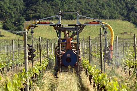 Spraying Merlot vines with biodynamic preparation 501 in Clos Apalta vineyard of Lapostolle Apalta Colchagua Valley Chile