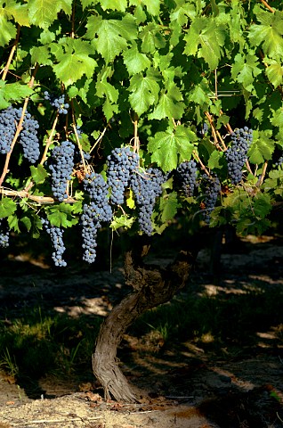 50year old Cabernet Sauvignon vine in vineyard of Luis Felipe Edwards  Colchagua Valley Chile